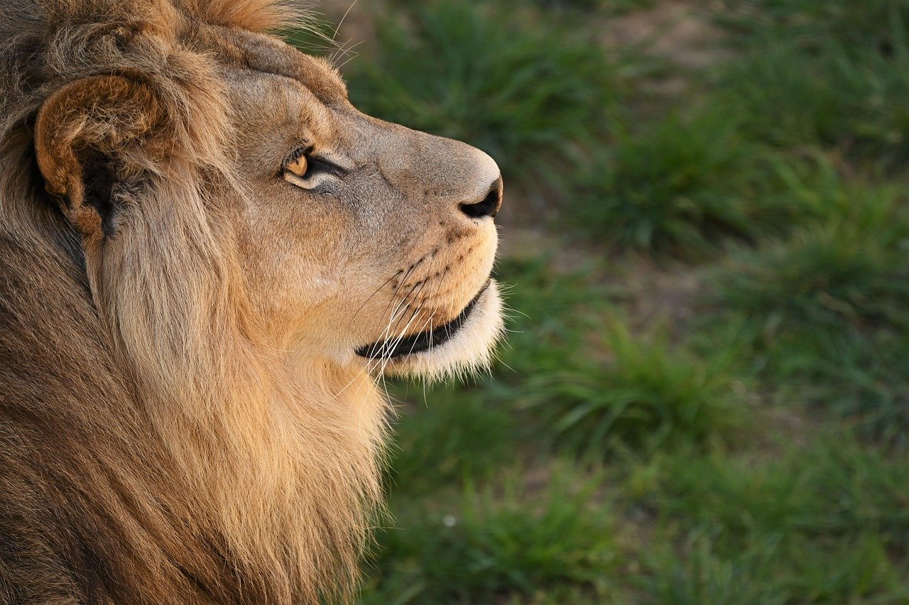 découvrez l'excitation de l'observation de la faune à travers des paysages naturels époustouflants. plongez dans la biodiversité et apprenez à connaître les espèces endémiques tout en profitant d'une expérience enrichissante en plein air.