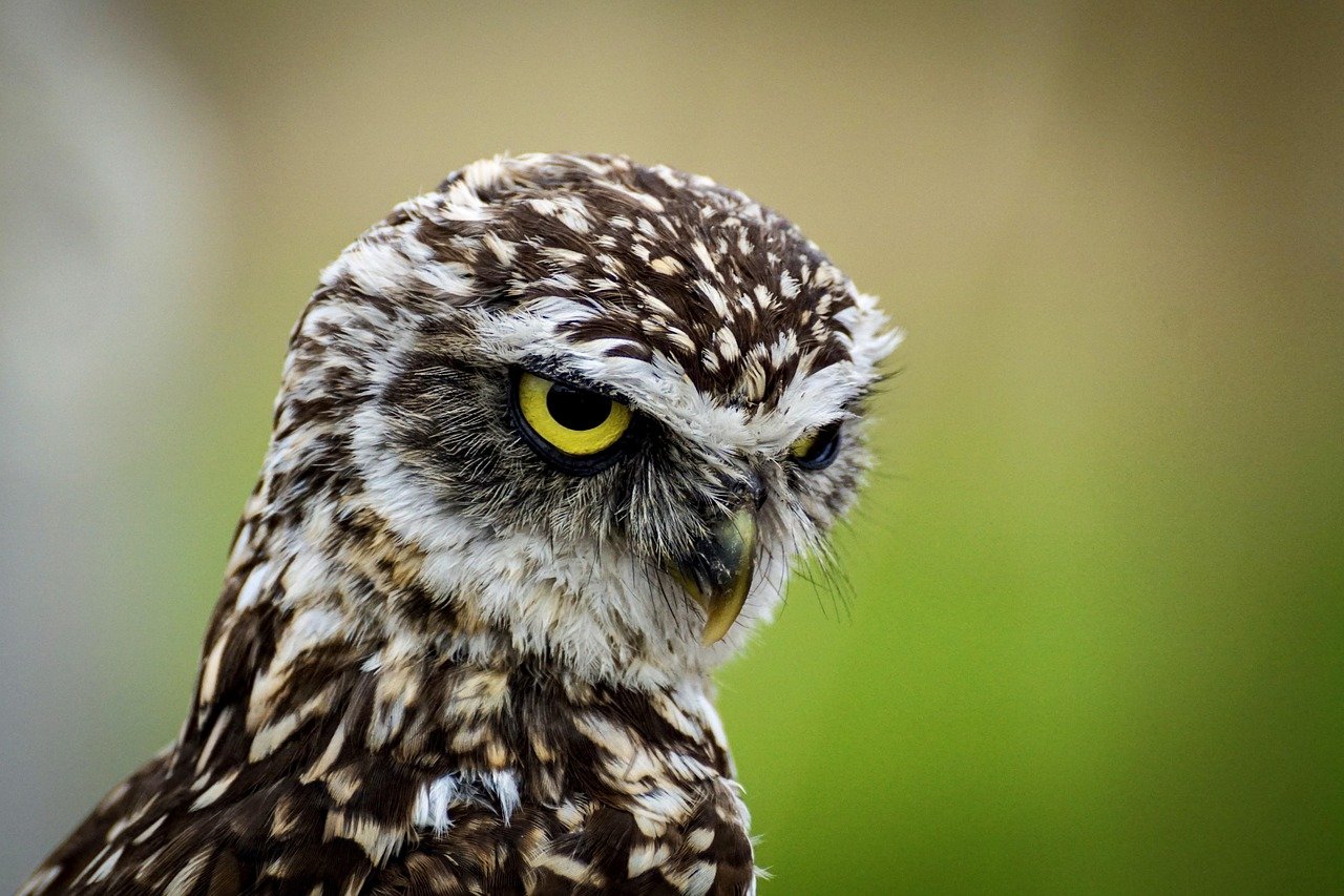 découvrez l'incroyable diversité de la faune à travers le monde. plongez dans l'univers fascinant des animaux sauvages, de leurs habitats naturels et des efforts de conservation pour les protéger. explorez les merveilles de la nature et apprenez comment préserver notre précieuse biodiversité.