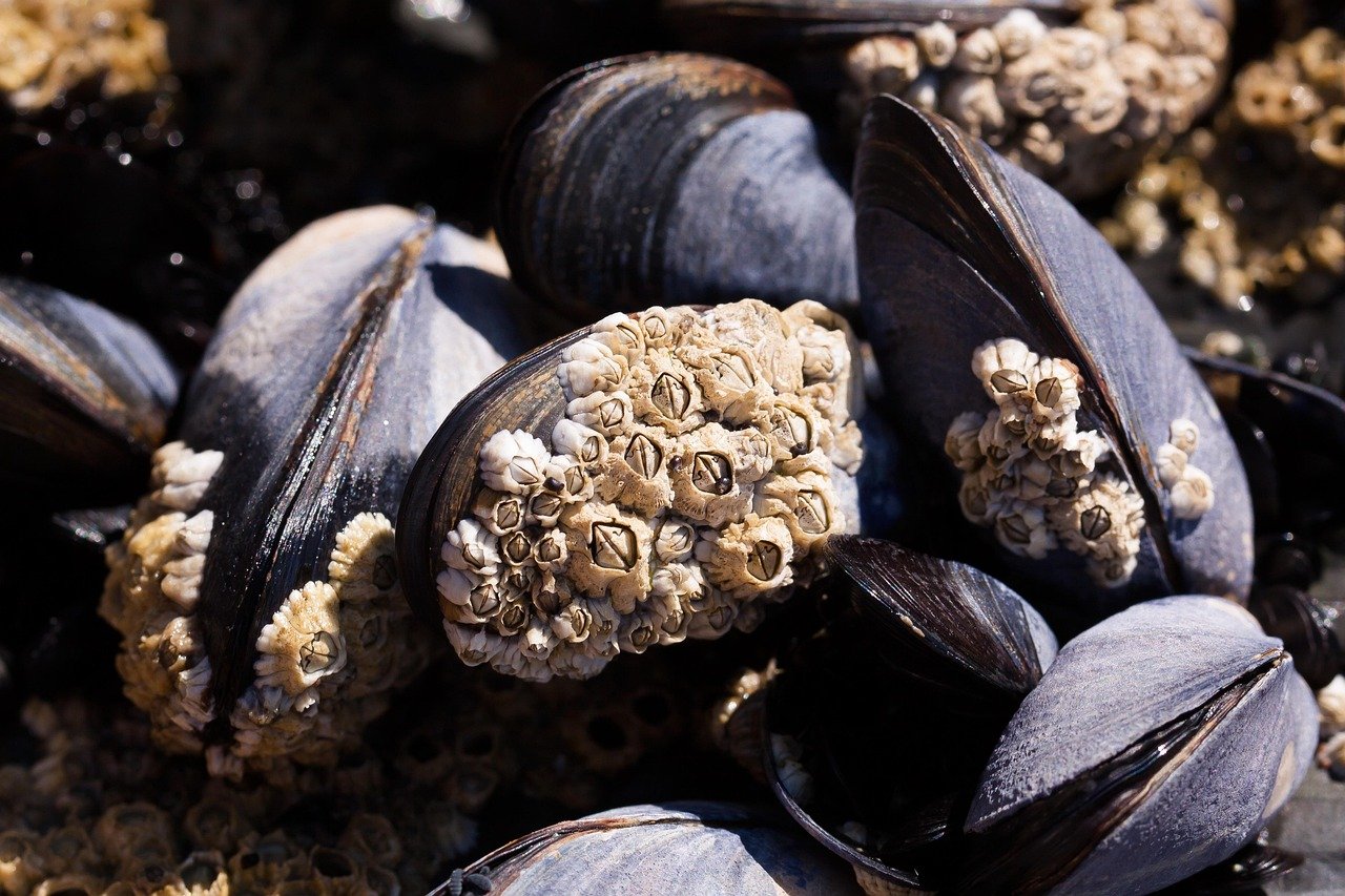 découvrez les merveilles des zones côtières, des plages de sable doré aux écosystèmes marins uniques. explorez la biodiversité, les activités de loisirs et les trésors naturels que ces paysages marins ont à offrir.