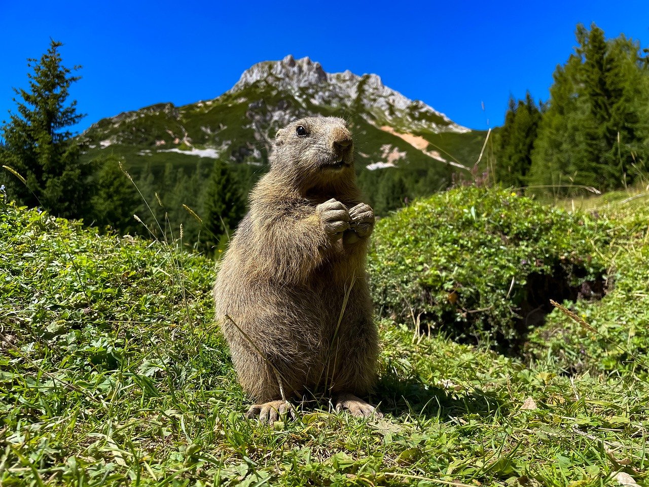 découvrez l'importance de la biodiversité pour notre planète. apprenez comment la diversité des espèces et des écosystèmes contribue à l'équilibre naturel, à la santé des environnement et au bien-être humain. explorez des initiatives pour protéger et préserver notre riche patrimoine biologique.