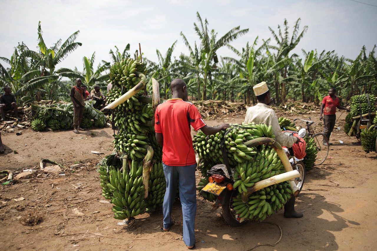 découvrez le guide de voyage ultime pour l'ouganda : conseils pratiques, sites incontournables, culture locale et astuces pour une aventure inoubliable en afrique de l'est.
