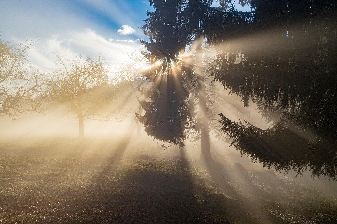 découvrez l'émerveillement de la nature sauvage avec notre guide sur les paysages, la faune et les aventures en plein air. plongez dans l'inconnu et apprenez à explorer et apprécier la beauté des grands espaces.