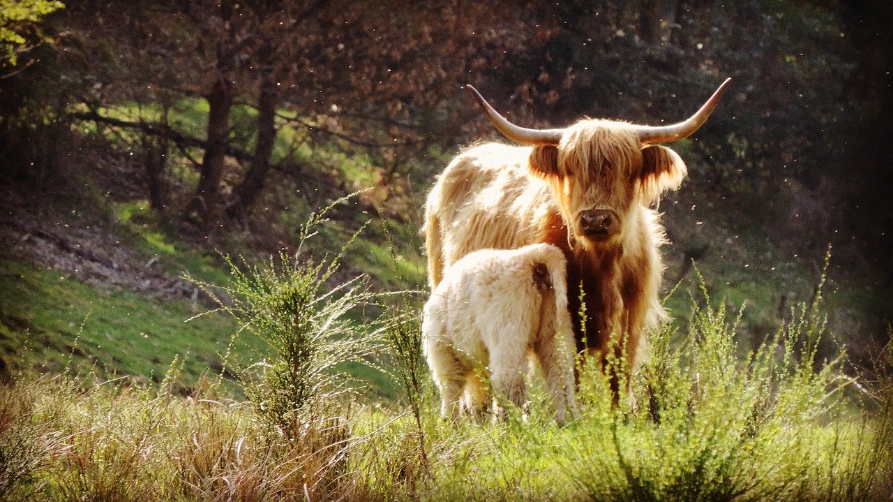 découvrez la corrèze, un département français riche en paysages naturels, patrimoine historique et activités de plein air. explorez ses charmants villages, ses rivières et ses nombreux sites touristiques pour une expérience inoubliable au cœur de la france.