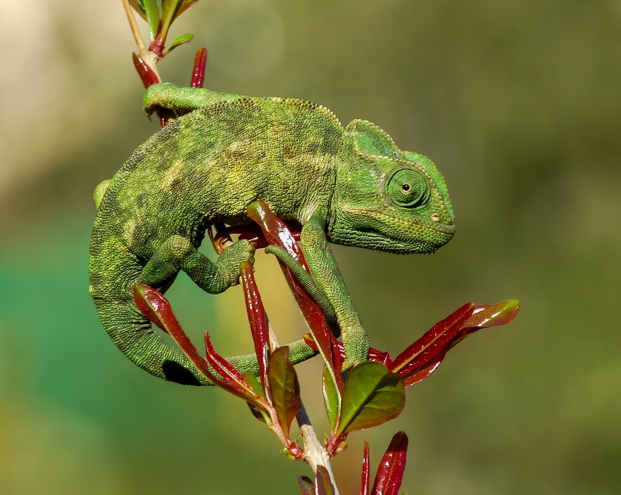découvrez le monde sauvage avec notre guide sur la wilderness. explorez la beauté des paysages naturels, la biodiversité fascinante et les aventures en plein air qui vous attendent. plongez dans l'esprit d'exploration et reconnectez-vous avec la nature.