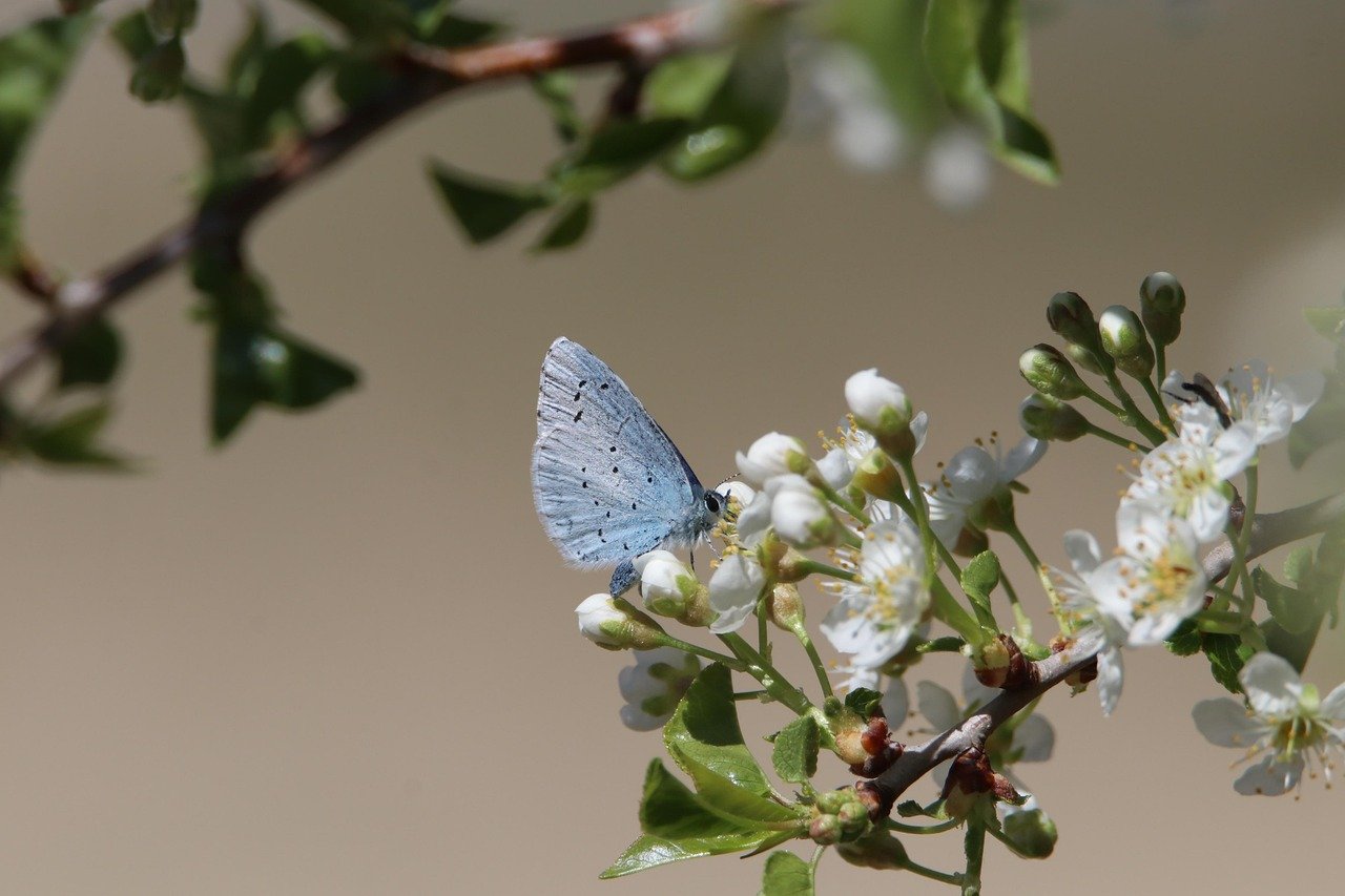 découvrez l'importance de la biodiversité, son rôle crucial dans l'écosystème, et les menaces qu'elle subit. explorez les moyens de préserver notre richesse naturelle pour les générations futures.
