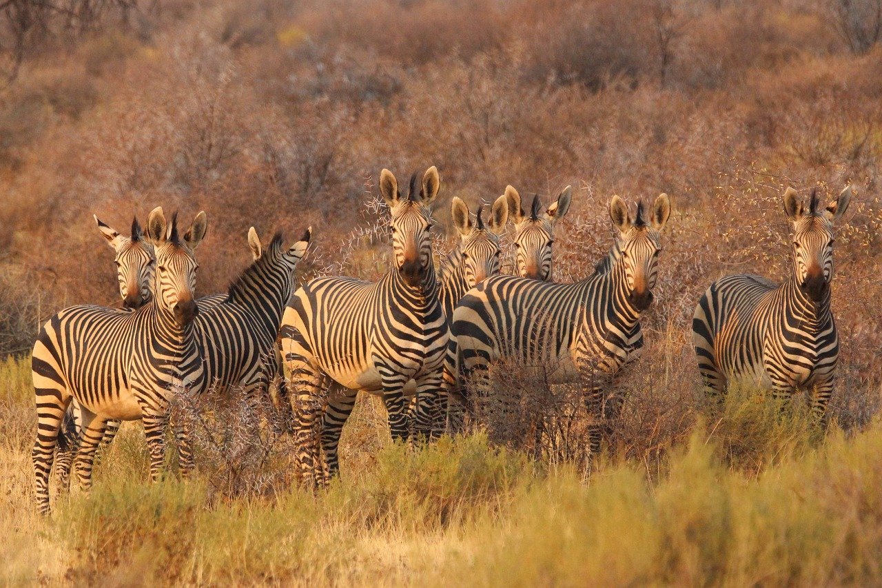 découvrez des safaris inoubliables à travers les paysages majestueux et la faune sauvage. partez à l'aventure au cœur de la nature et vivez une expérience unique en observant animaux dans leur habitat naturel.