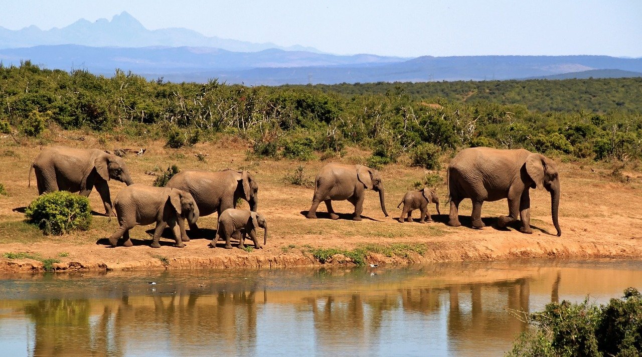 découvrez des safaris inoubliables à travers les paysages majestueux de la nature, où vous pourrez observer des animaux sauvages dans leur habitat naturel et vivre des aventures passionnantes. préparez-vous à explorer des réserves animalières et à créer des souvenirs mémorables lors de votre prochaine expédition.