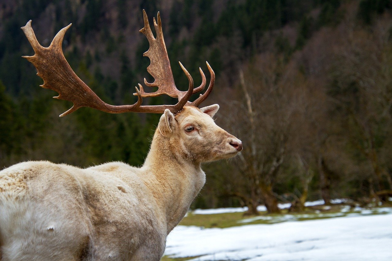 découvrez la richesse de la faune sauvage à travers des récits fascinants, des photographies époustouflantes et des informations sur la biodiversité. explorez les habitats naturels et engagez-vous à protéger notre planète tout en ressentant l'émerveillement de la nature.