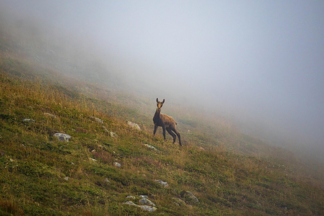 découvrez les balkans, une région riche en histoire, culture et paysages époustouflants. voyagez à travers ses pays emblématiques, explorez ses traditions variées et laissez-vous séduire par la diversité de ses peuples.
