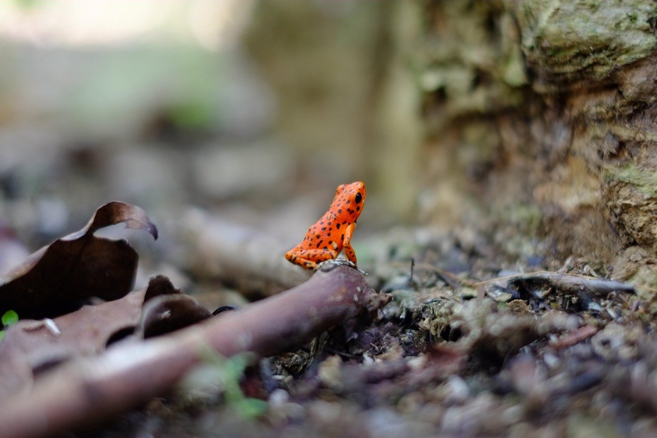 découvrez l'univers captivant de la photographie, un art qui immortalisé les moments précieux de la vie. explorez des conseils, techniques, et inspirations pour améliorer vos compétences et capturer la beauté d'instants uniques.