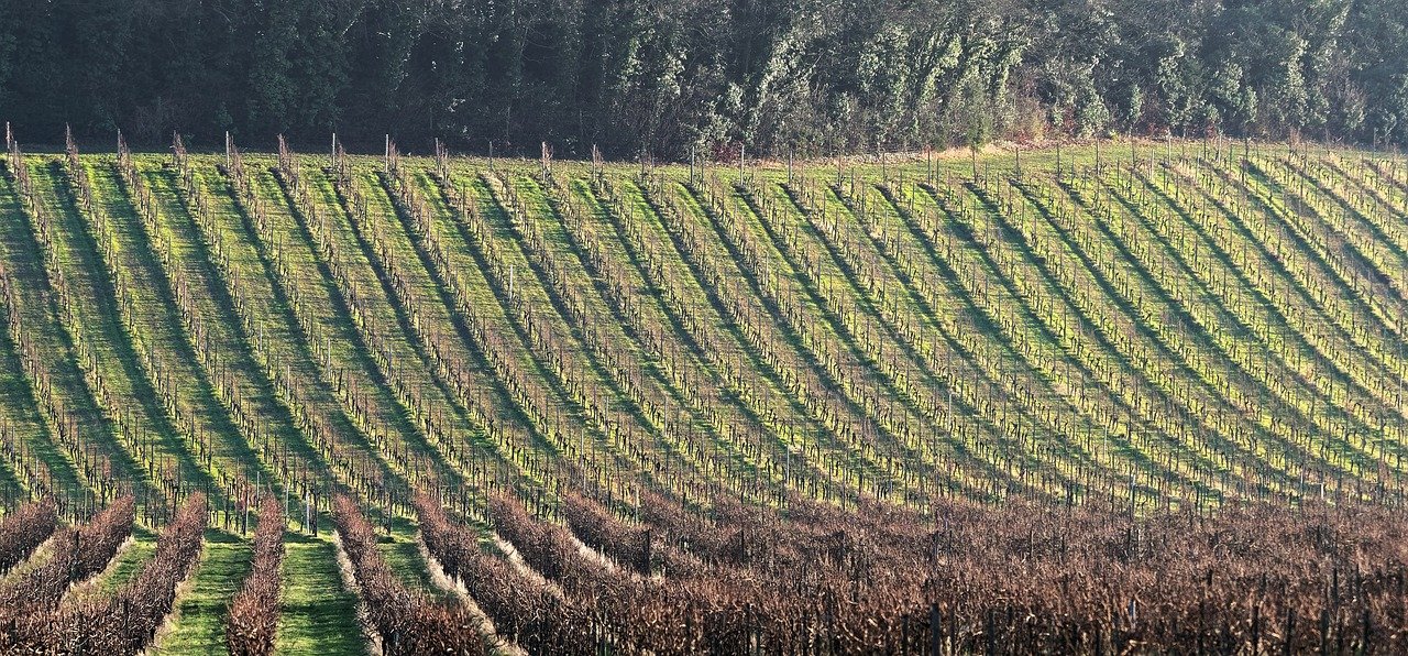 découvrez l'univers fascinant du terroir, un véritable reflet de la richesse et de la diversité des traditions culinaires françaises. plongez dans les saveurs authentiques et les produits locaux qui font la renommée des régions.