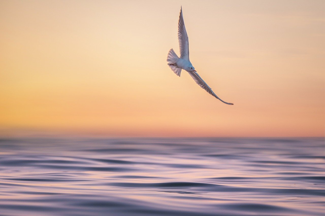 découvrez des paysages à couper le souffle qui capturent la beauté de la nature à travers le monde. explorez des montagnes majestueuses, des plages idylliques et des forêts luxuriantes, tout en vous inspirant de la diversité des environnements naturels.