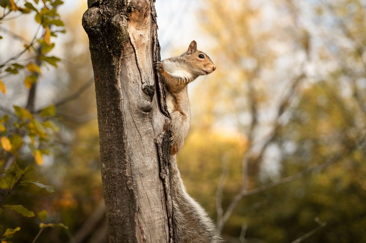 découvrez la beauté des parcs naturels, où la biodiversité s'épanouit et les paysages pittoresques vous invitent à l'aventure. explorez des sentiers, admirez la faune et la flore, et reconnectez-vous avec la nature dans ces sanctuaires écologiques.