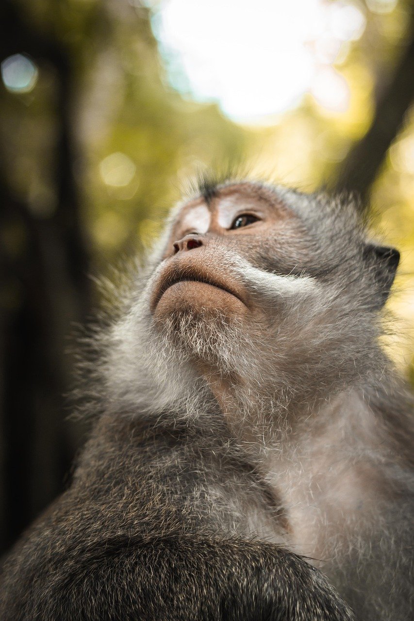 découvrez l'importance de la biodiversité pour l'équilibre de notre planète. explorez les différentes espèces, leurs écosystèmes et comment chaque élément joue un rôle crucial dans le maintien de la vie sur terre.