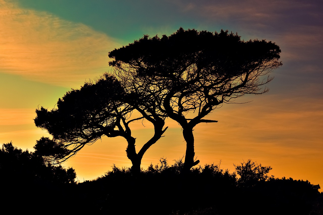 découvrez chypre, une île méditerranéenne riche en histoire, plages paradisiaques et culture vibrante. explorez ses paysages uniques et son patrimoine fascinant.
