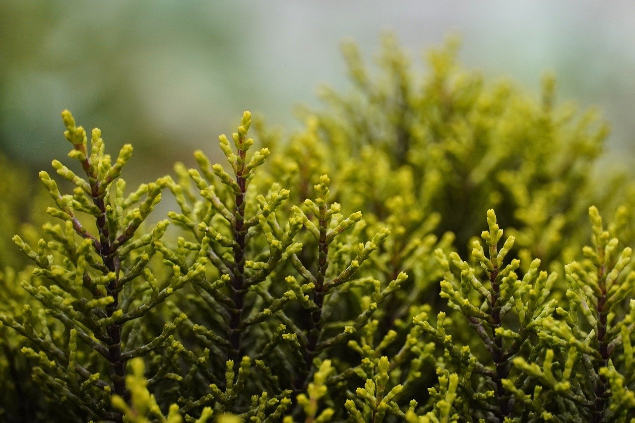 découvrez la beauté de la nature à travers ses paysages époustouflants, sa faune envoûtante et sa flore diversifiée. plongez dans un monde de sérénité et d'émerveillement où chaque élément de l'environnement raconte une histoire unique. explorez les merveilles de la nature et apprenez à la préserver.