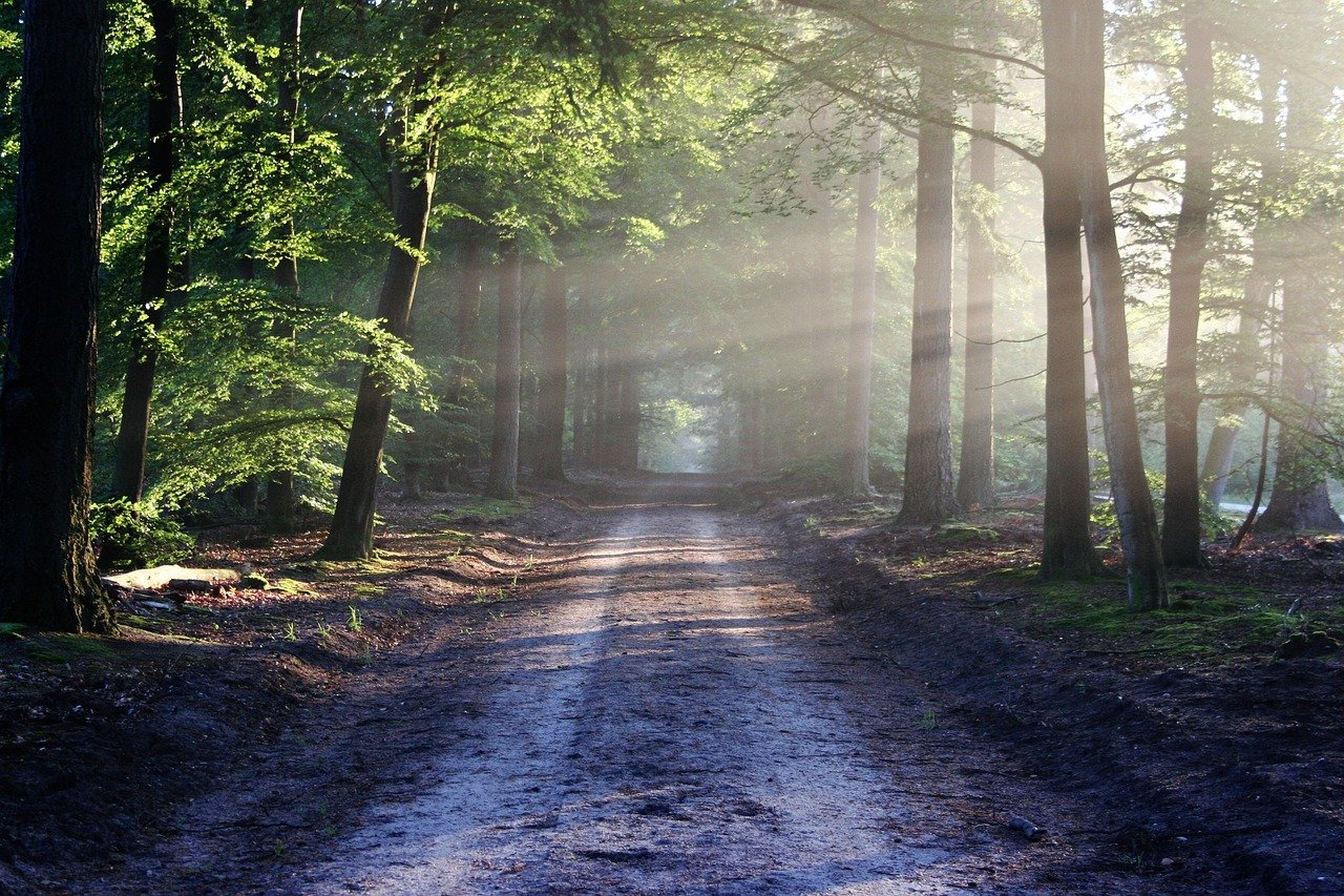 découvrez l'aventure en pleine nature avec 'hidden trails'. un guide unique pour explorer des sentiers secrets et pittoresques, loin des foules, offrant des expériences inoubliables aux amoureux de la randonnée et de la découverte.