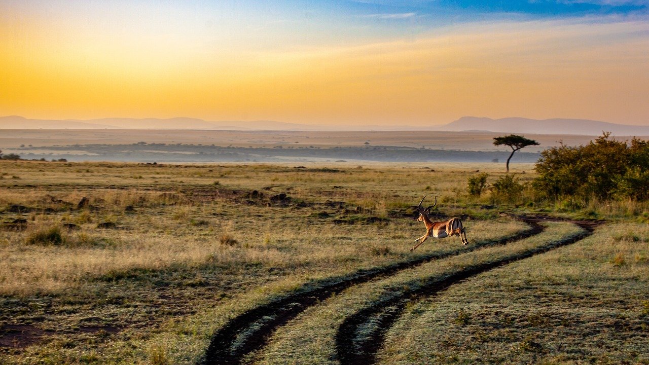 découvrez l'aventure ultime avec nos safaris inoubliables. explorez des paysages à couper le souffle et observez des animaux sauvages dans leur habitat naturel. partez à la rencontre de la faune et de la flore tout en créant des souvenirs uniques. rejoignez-nous pour une escapade inédite au cœur de la nature.