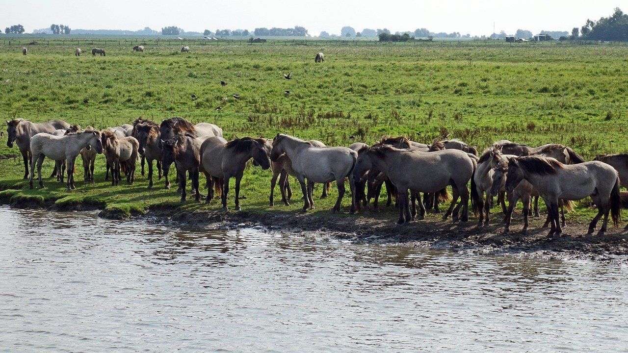découvrez l'importance des zones protégées pour la conservation de la biodiversité et la préservation des écosystèmes. explorez comment ces espaces jouent un rôle crucial dans la lutte contre le changement climatique et la sauvegarde des espèces menacées.