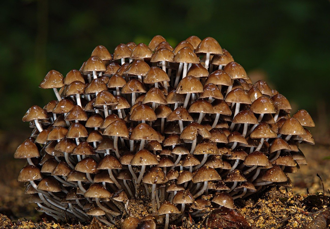 découvrez la richesse de la biodiversité locale, ses espèces uniques et son importance pour l'écosystème. apprenez comment préserver et valoriser la faune et la flore près de chez vous.