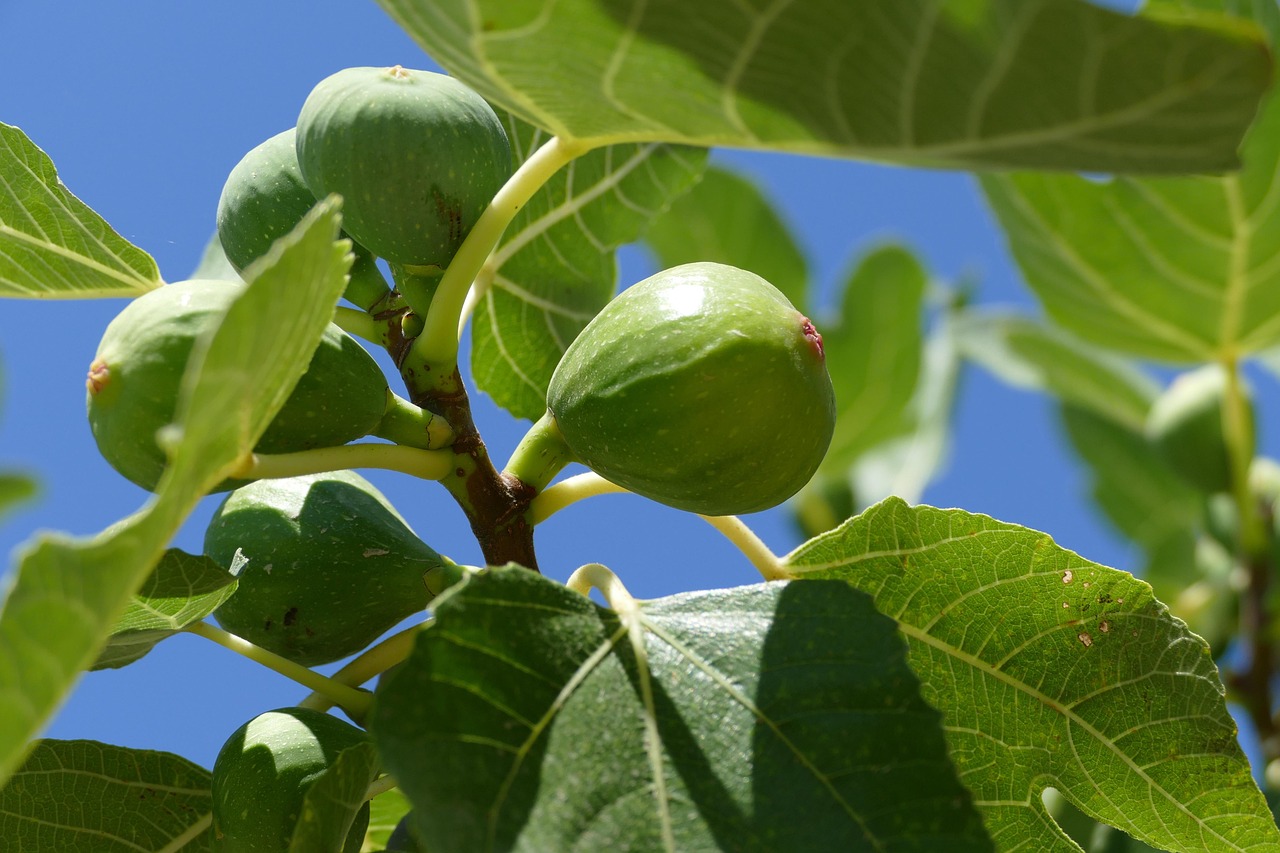 découvrez le fig festival, un événement incontournable dédié à la géographie, la science et la découverte. rencontrez des experts, participez à des ateliers et explorez de nouveaux horizons au cœur d'une ambiance conviviale !