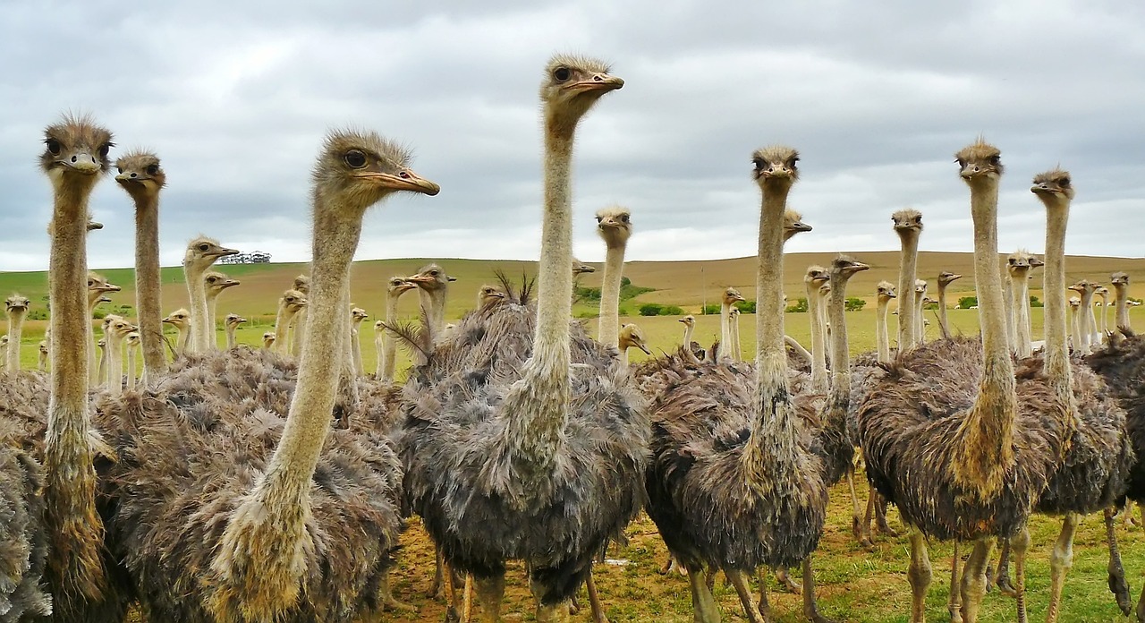 découvrez l'afrique, un continent riche en cultures, paysages spectaculaires et diversité. explorez son histoire fascinante, ses destinations exotiques et ses traditions uniques.