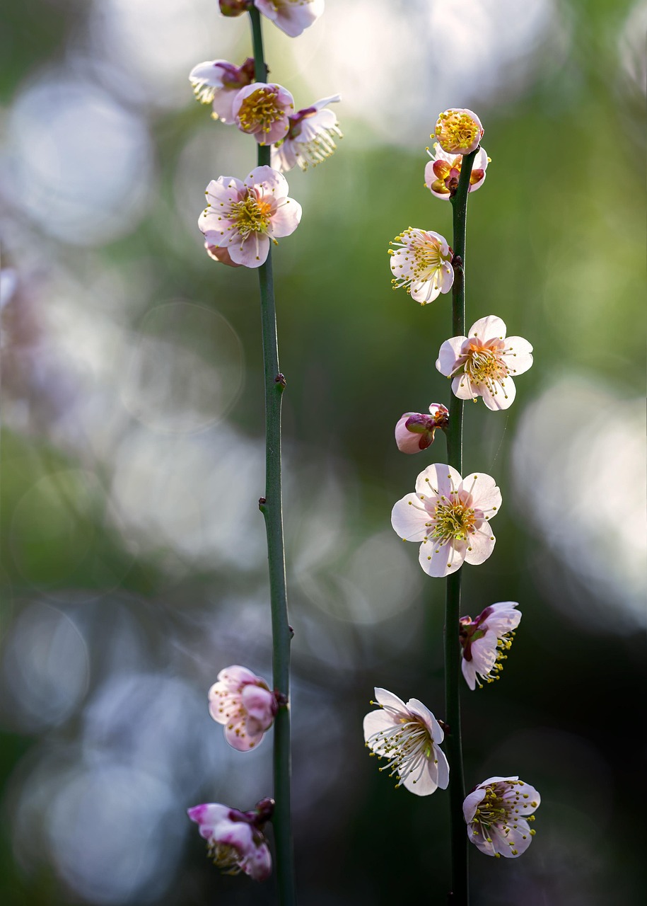 Évasion Nipponne : 4 Jours de Kyoto à Hiroshima entre Cerisiers en Fleurs, Délices Culinaires et Richesses Traditionnelles
