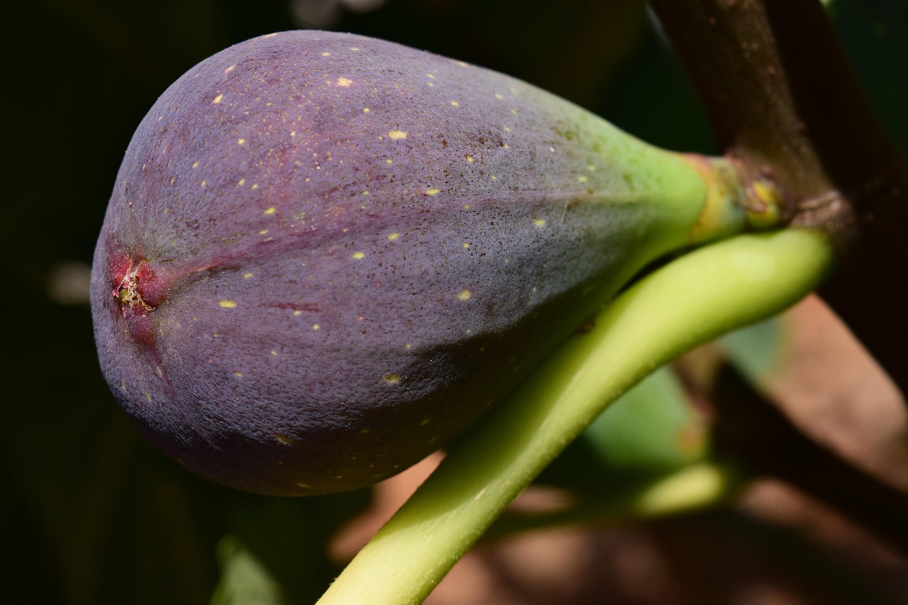 Festival des Figues de Krk : Une Ode à la Gastronomie et au Patrimoine