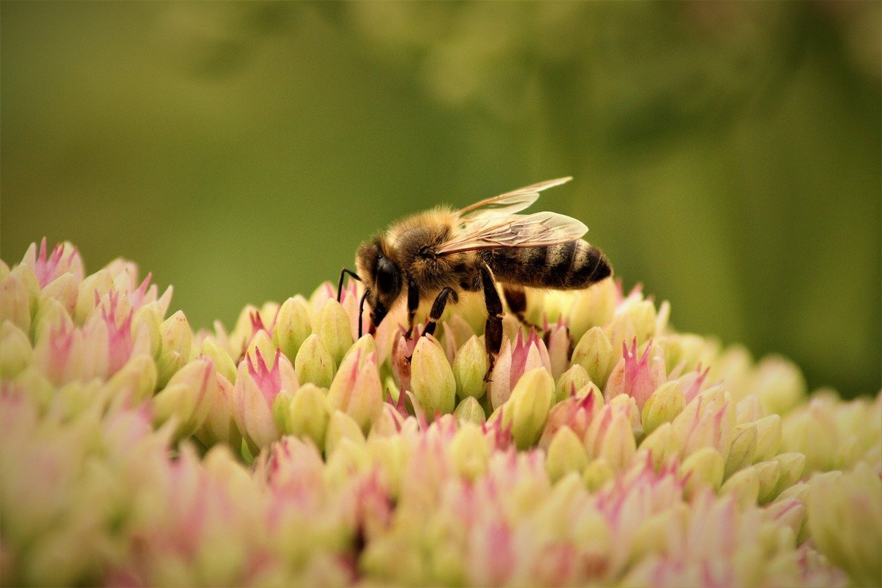 Biodiversité locale : Découverte des trésors naturels de notre région