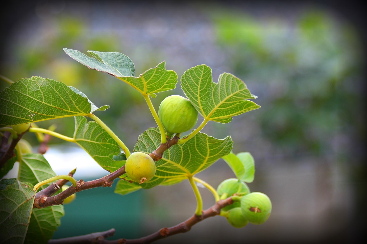 Festival des Figues de Krk 2025 : Un voyage à travers le goût et les traditions