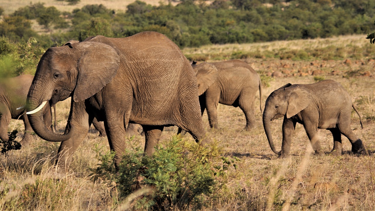 Guide pratique et précautions essentielles pour voyager en Afrique du Sud