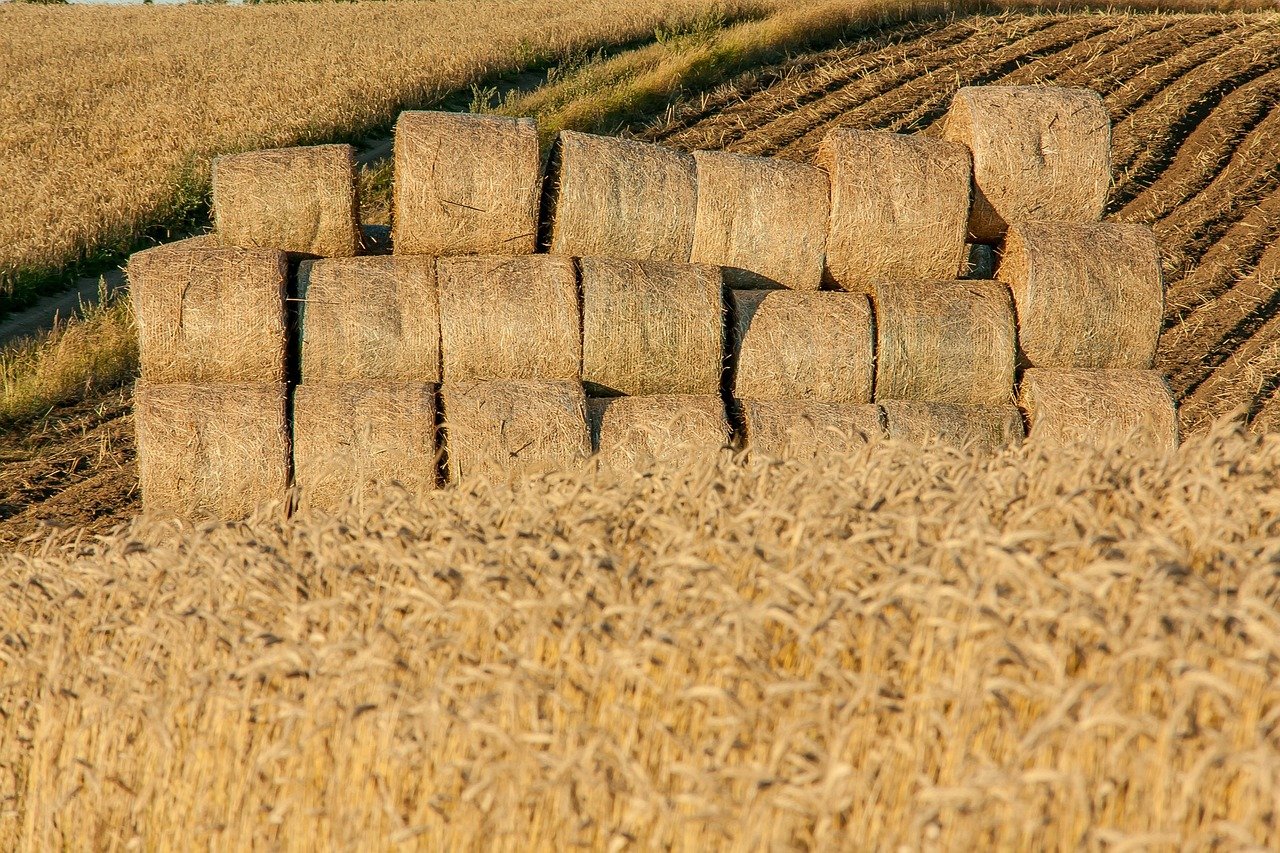 Célébrons le tourisme agricole ! La ruralité, la nouvelle tendance des voyages de demain…