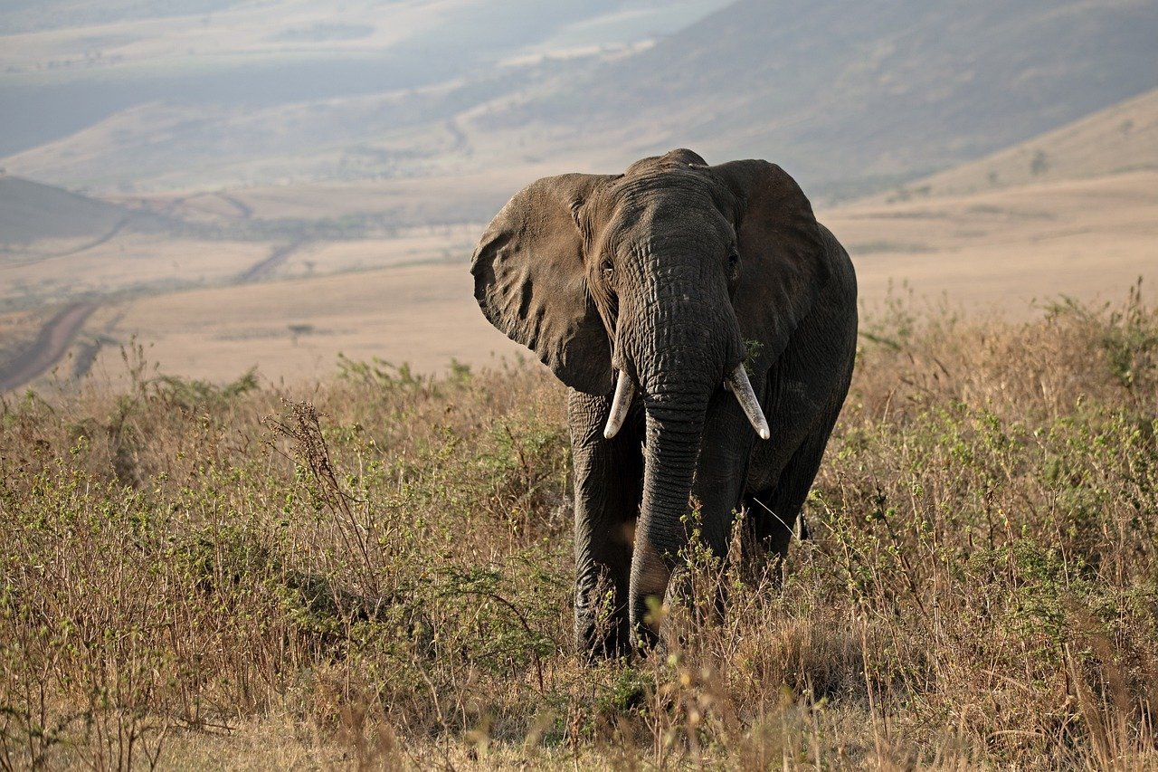 Le guide des meilleurs safaris à travers le monde