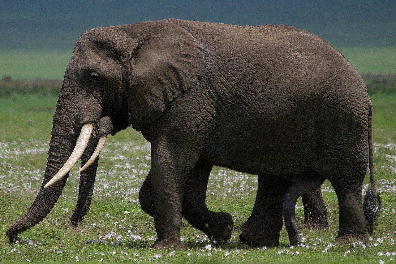 Réserves naturelles : un trésor de biodiversité à explorer