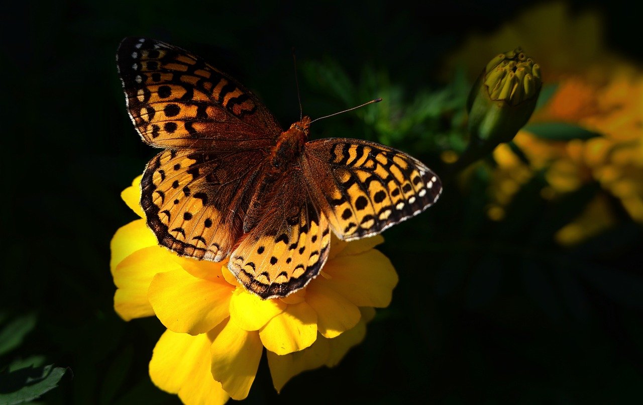 Biodiversité exceptionnelle : les trésors naturels de notre région