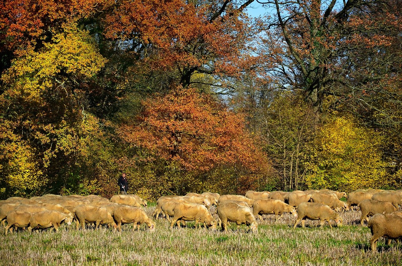 L’été en Lorraine : un voyage au cœur du tourisme, de la culture et de la gastronomie