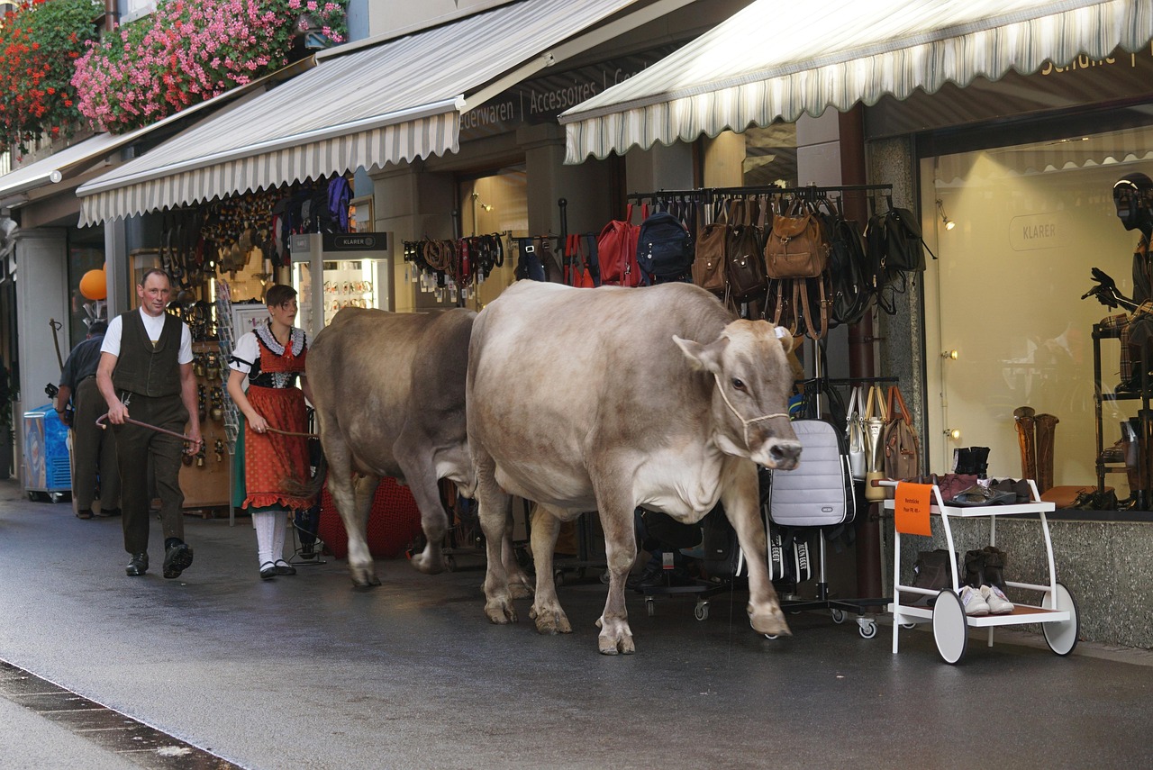 Les traditions et coutumes animalières au cœur de l’alpage
