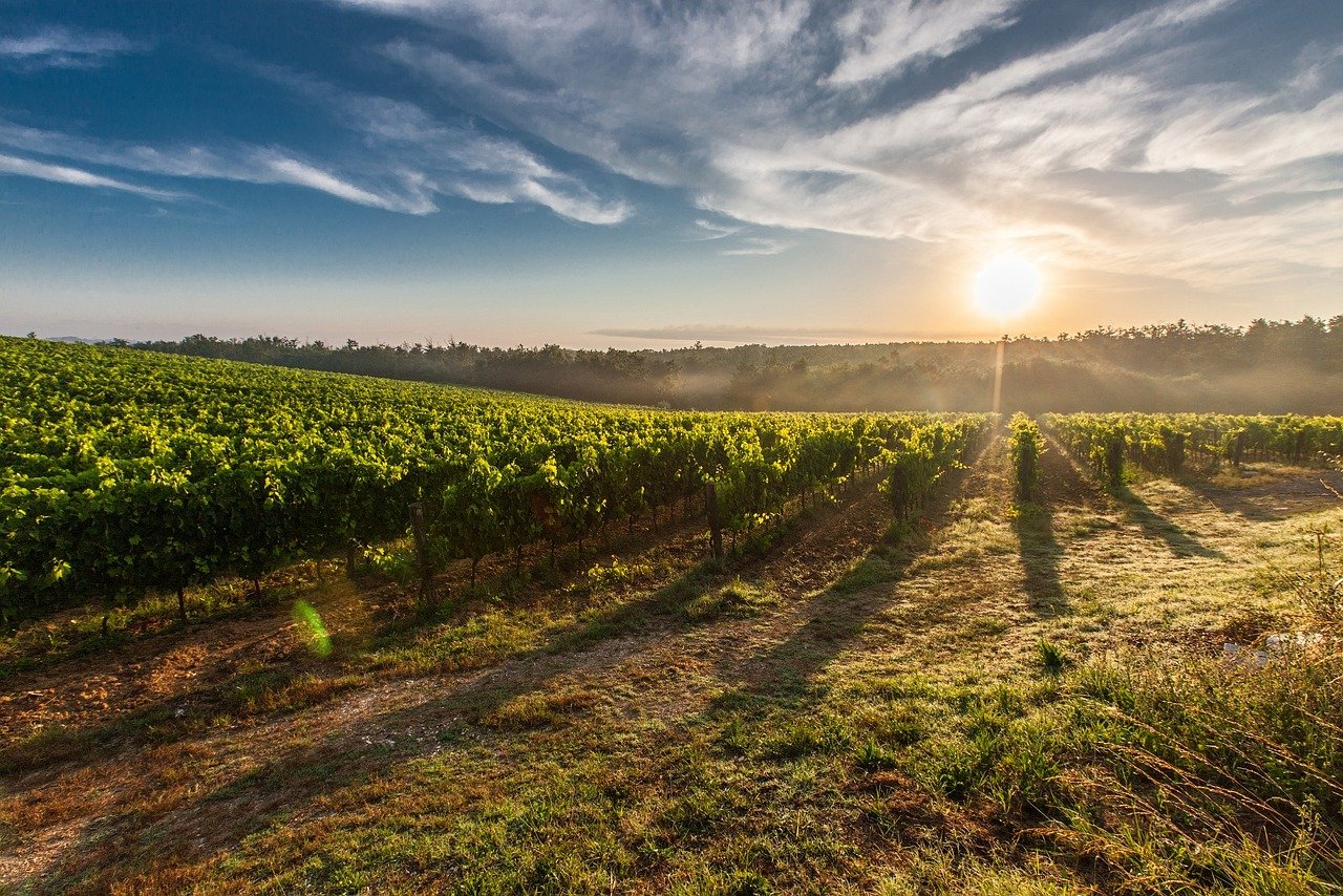Visiter les vignobles : une expérience délicieuse