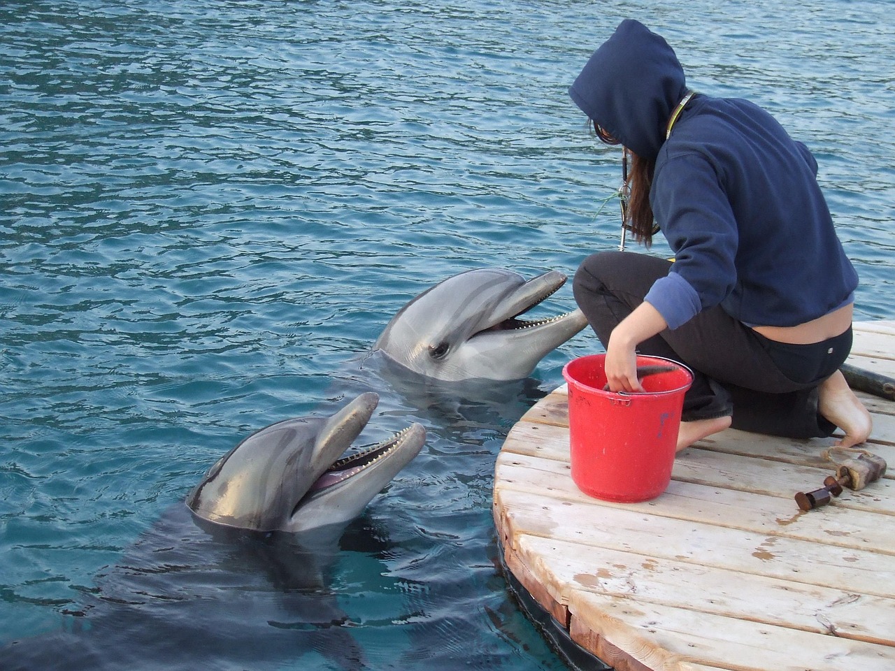 La tragédie des dauphins : un cycle de souffrance se poursuit aux îles Féroé, au cœur de l’Europe