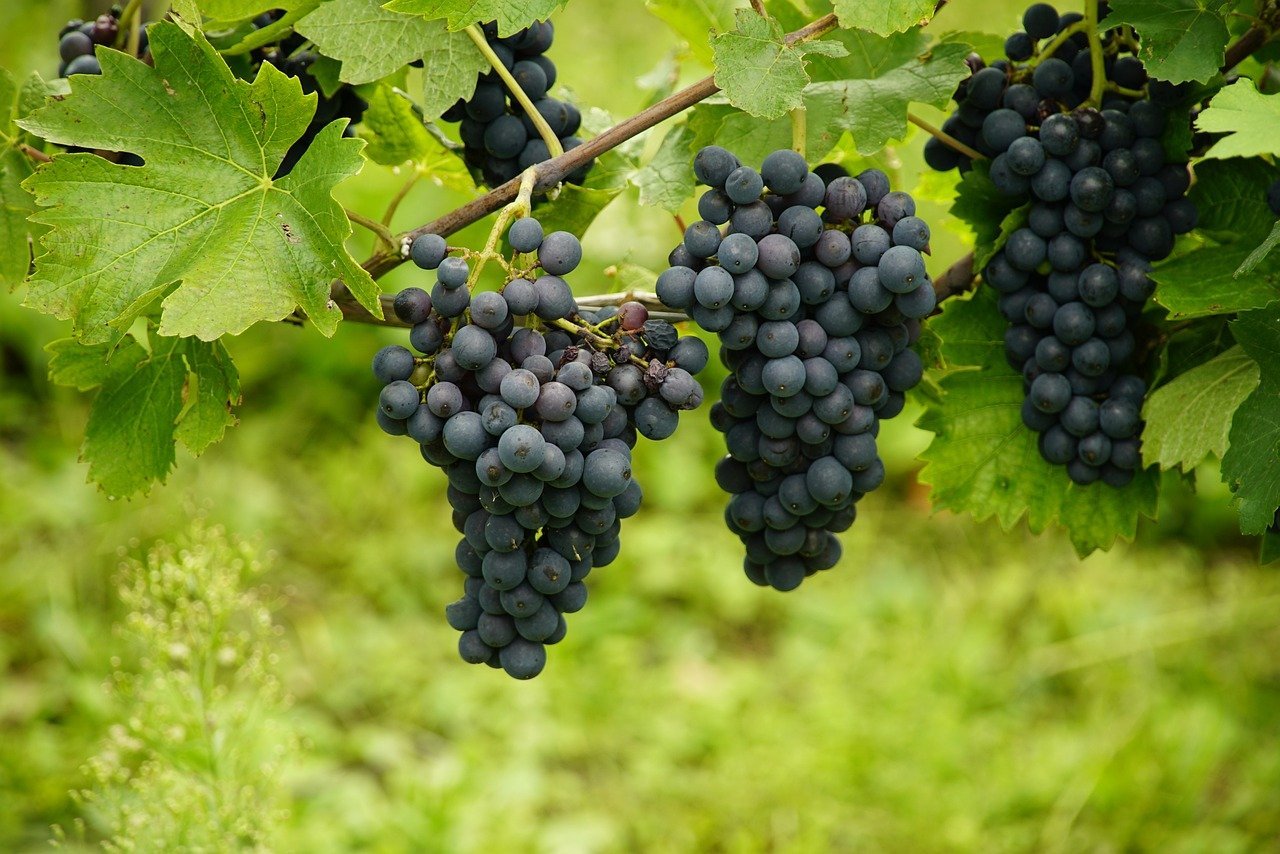 La renaissance de la culture du raisin Asli aux splendides îles de Kerkennah