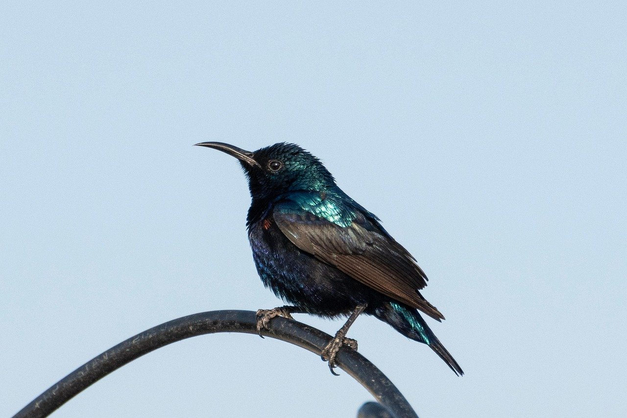 Un monde, un ciel : l’épopée du majestueux oiseau – Les présentations de mai