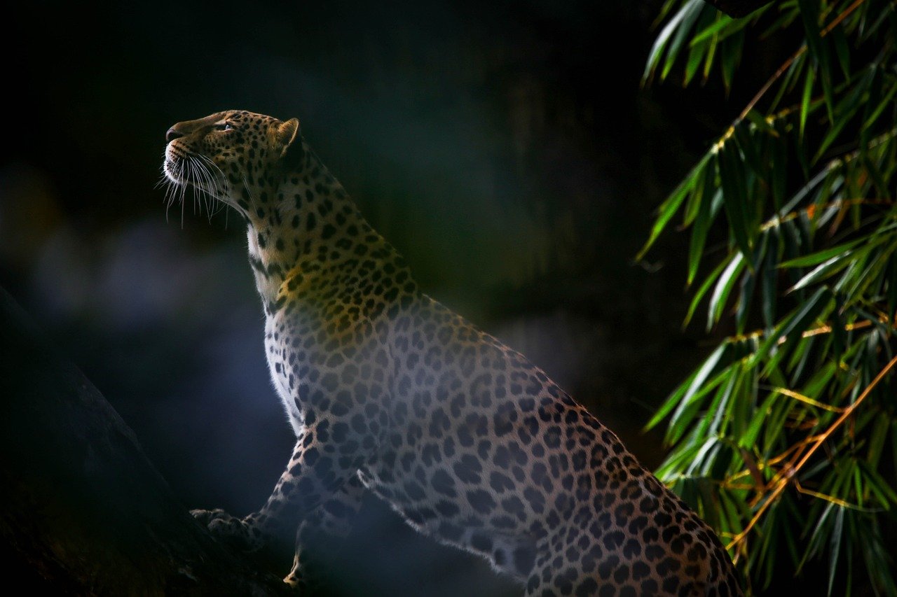 Nature sauvage : Évasion au cœur des paysages préservés