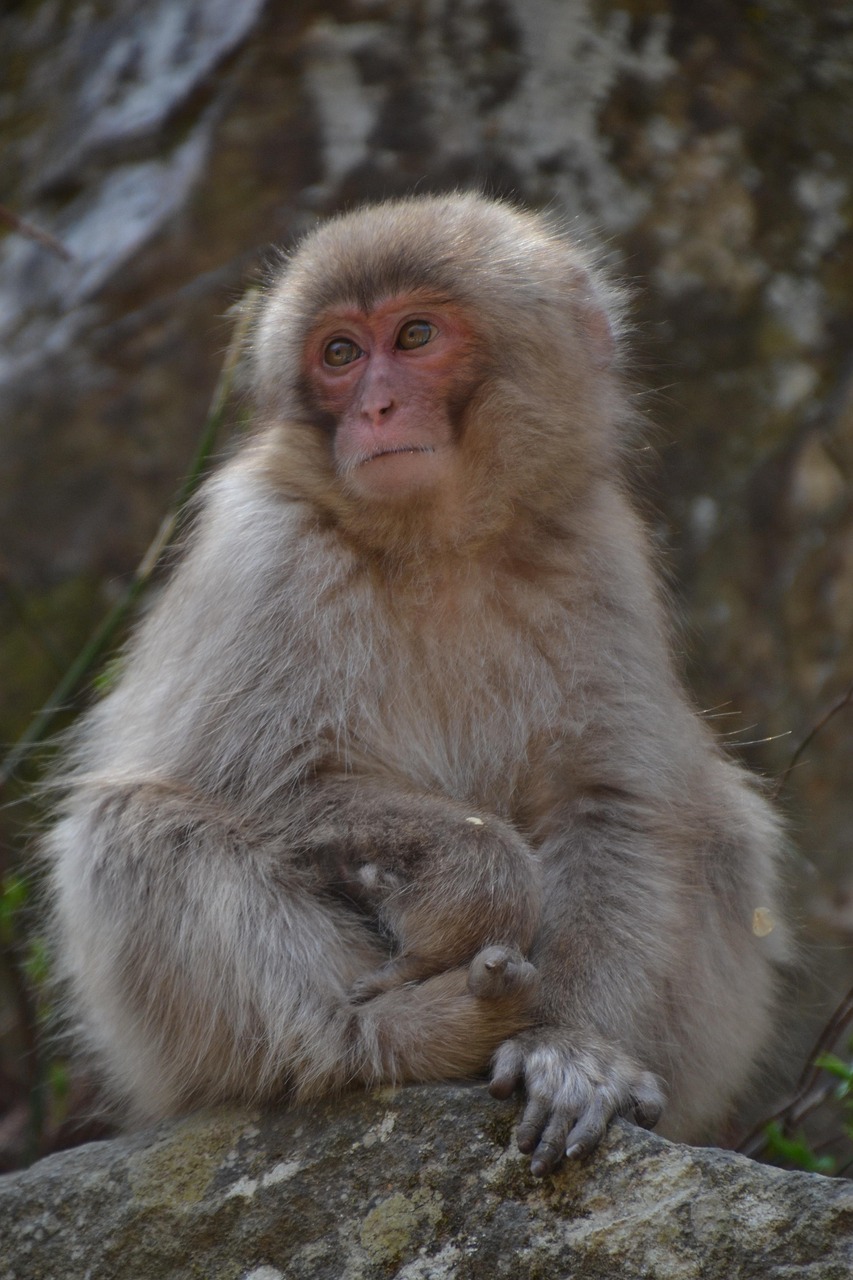 Les Enigmes des Sociétés de Macaques Japonais : Un Voyage au Coeur de Leur Culture