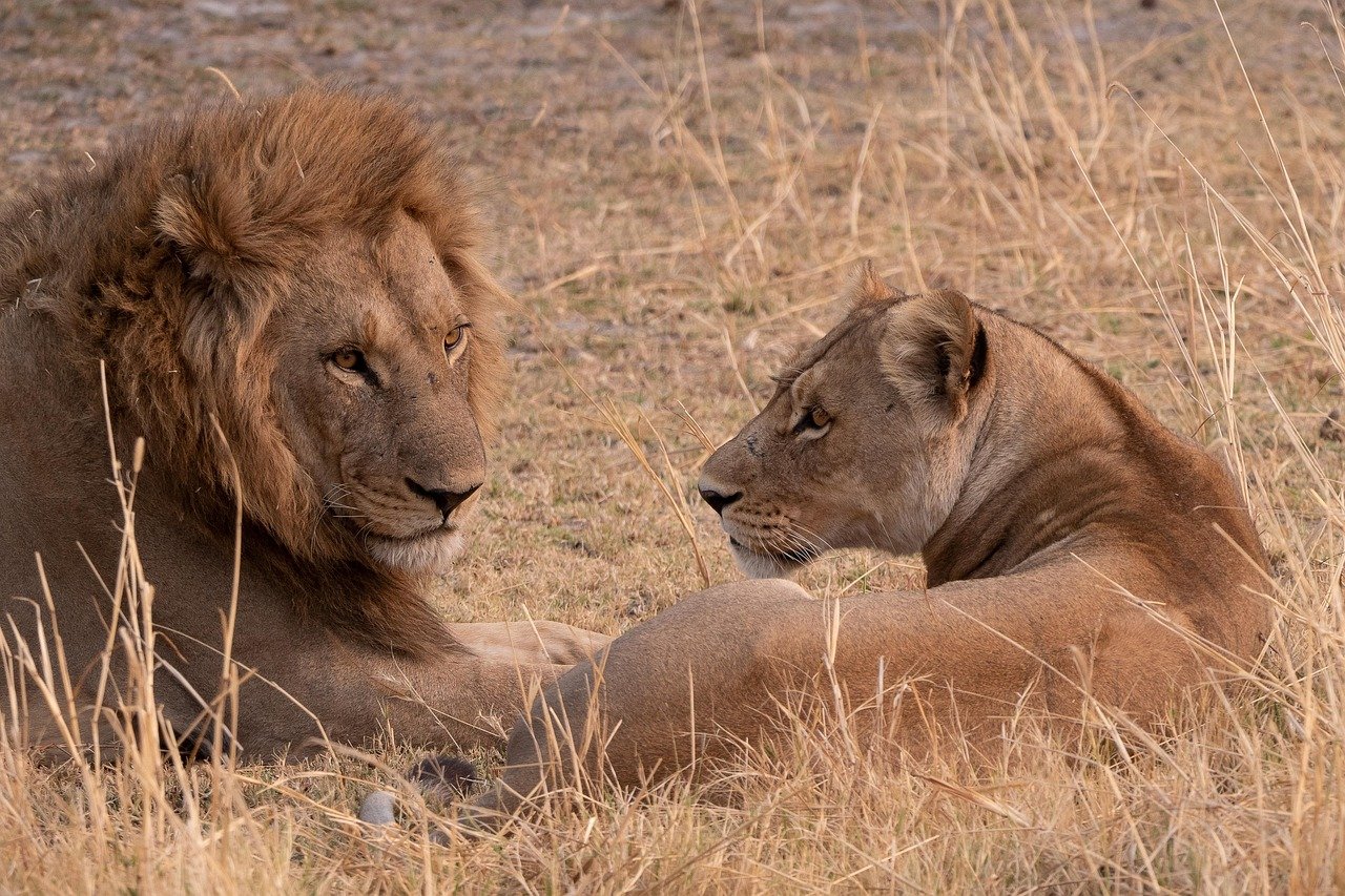 Les dessous des safaris : un voyage responsable