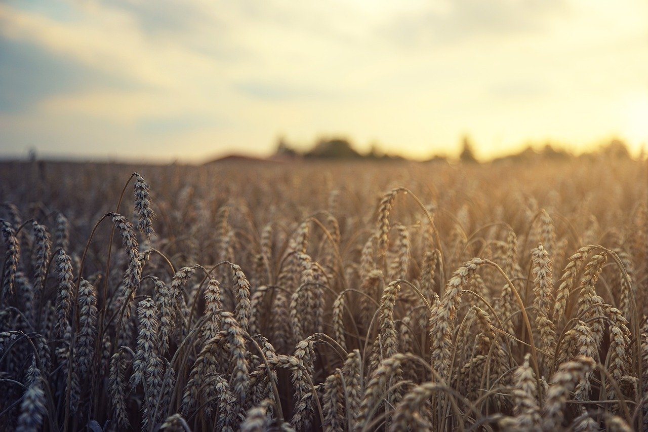 Célébrations de la moisson : traditions agricoles à découvrir