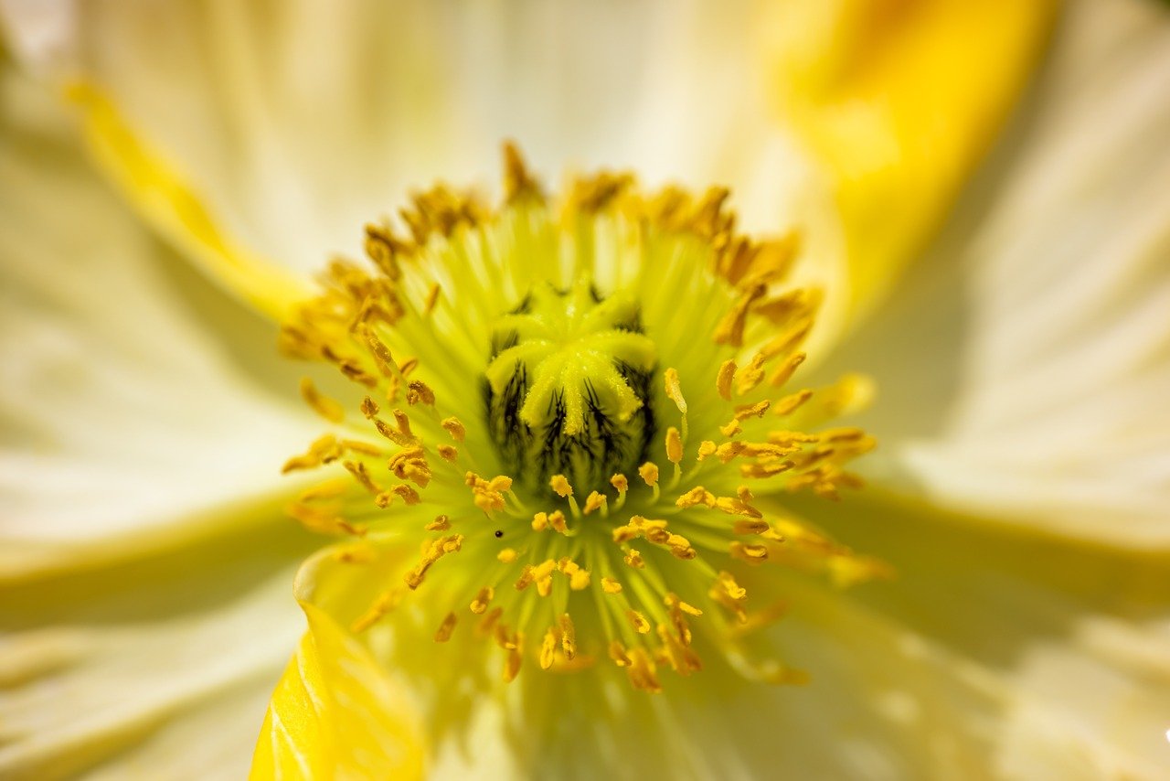 Photographie en pleine nature : conseils et techniques
