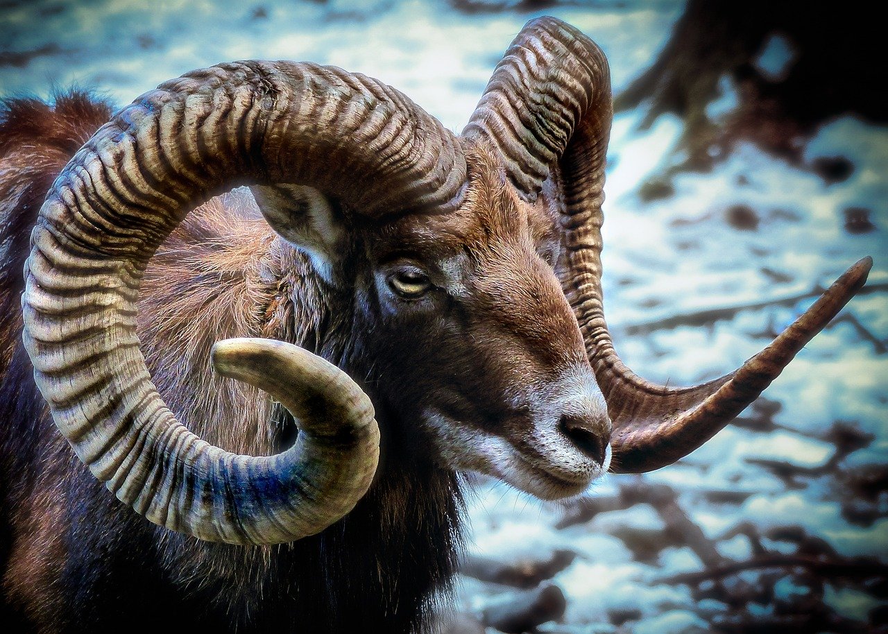 Comment photographier la faune lors de vos aventures