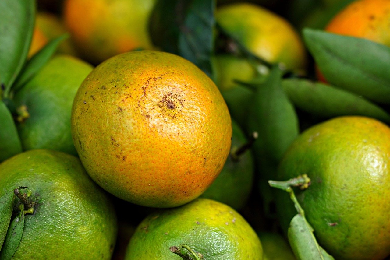 Gastronomie bio : Les trésors cachés de la nature en Corrèze