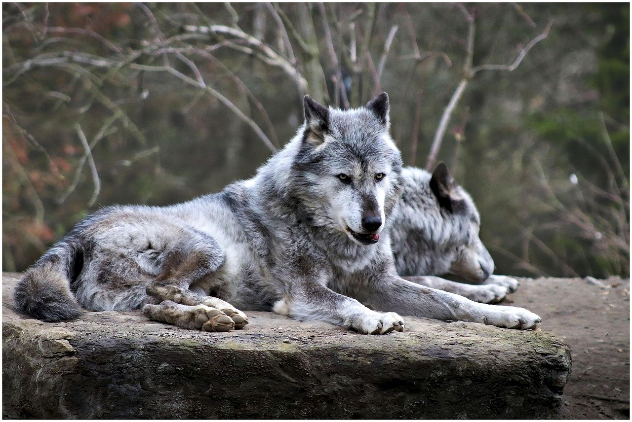 À la découverte du loup : un week-end de randonnée dans le Vercors