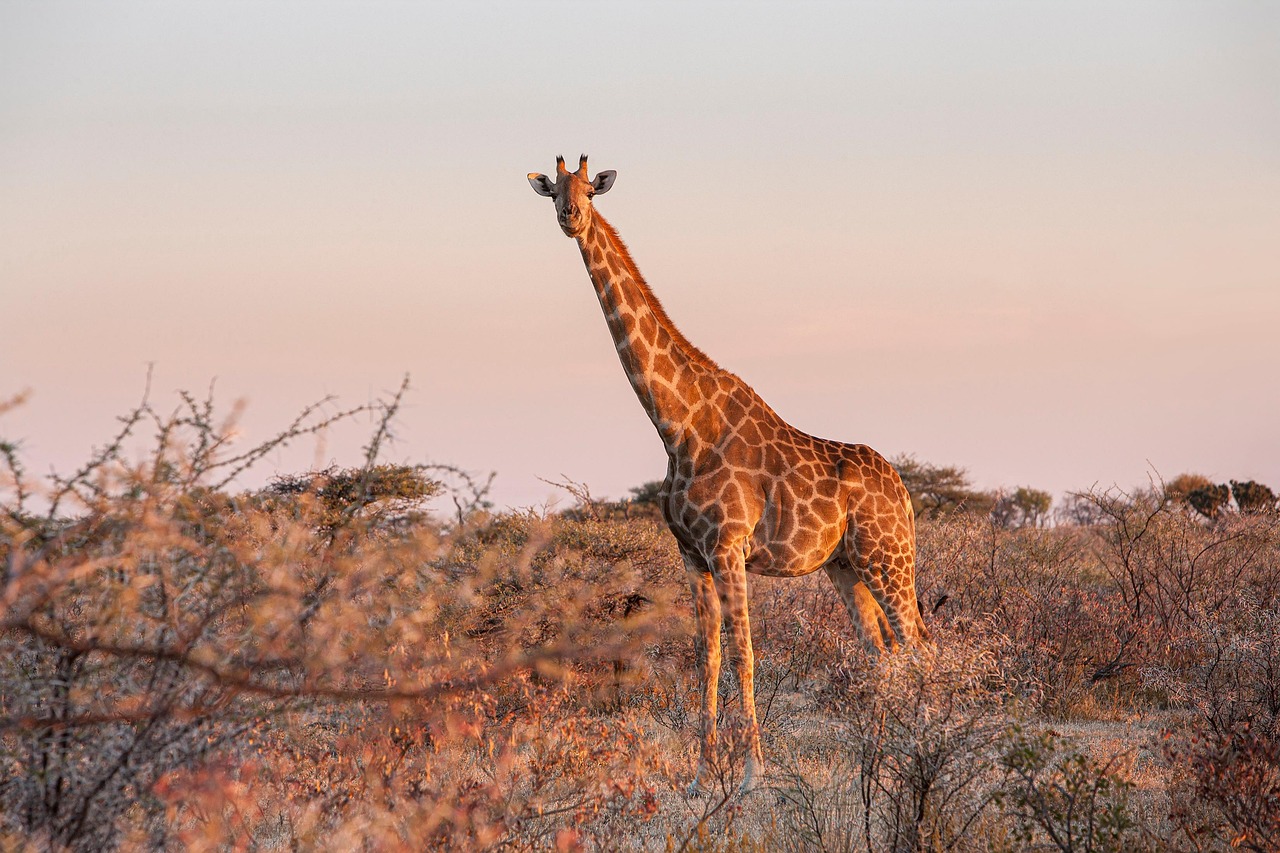 Journal de voyage : notre aventure familiale en Namibie jour après jour en août